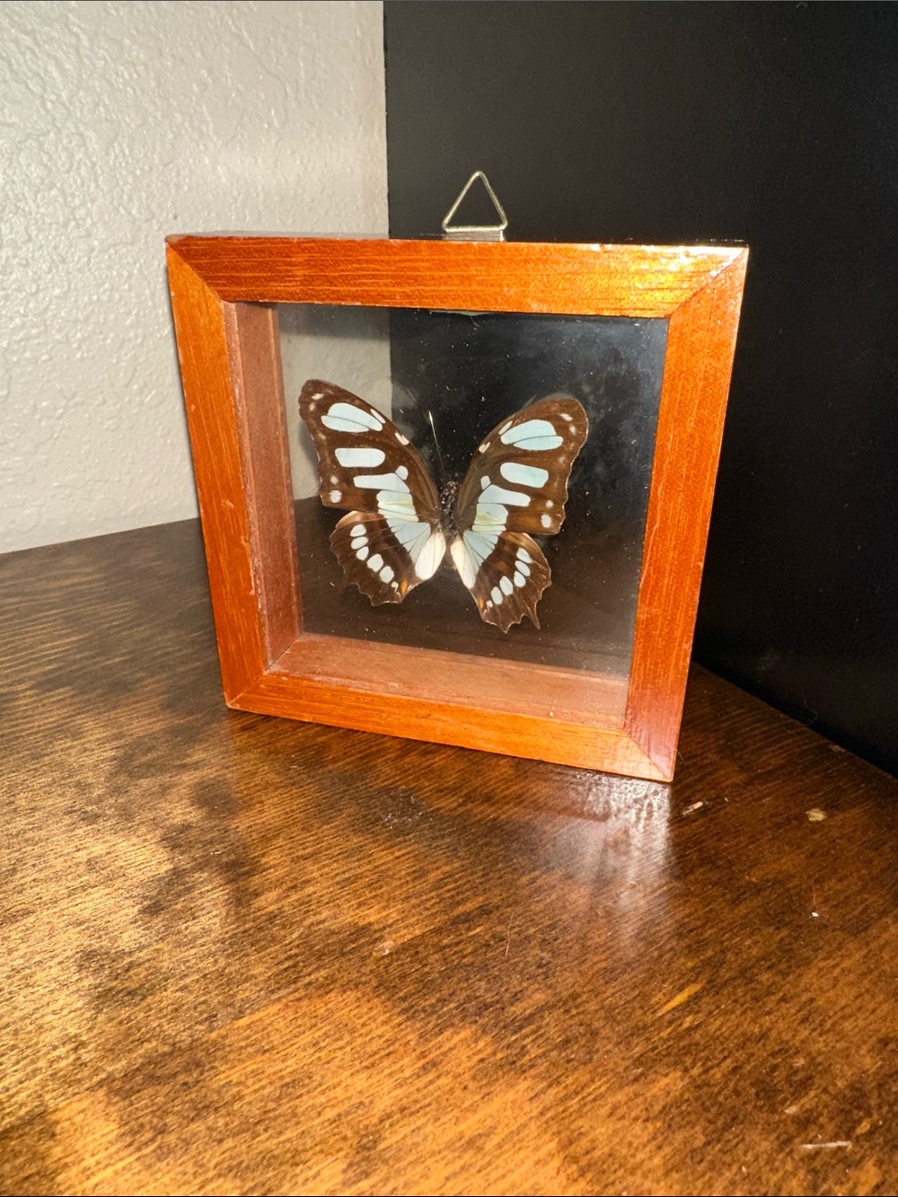 Framed Sipreota Stelenes Butterfly Wall Accent in Brown frame 4x4